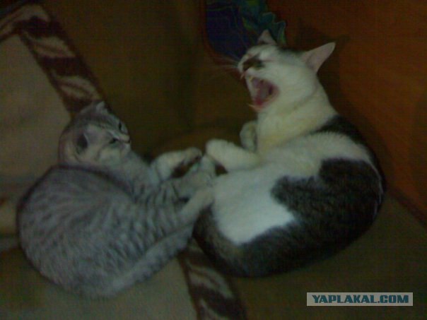 Котовторник на ЯПлакалъ (27.05.08), прикольные коты, добавляем свои!