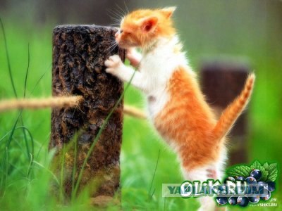 Котовторник на ЯПлакалъ