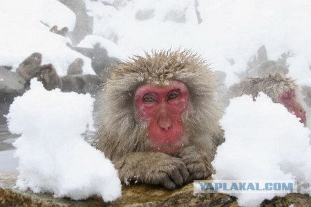 Spa-курорт для макак