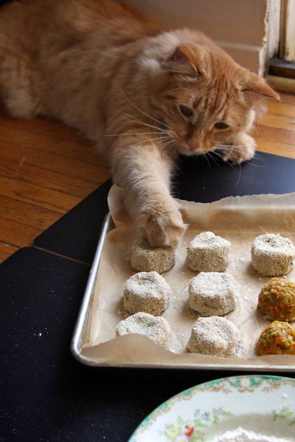 Прикольных котов пост
