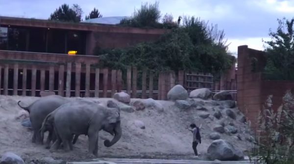 В датском зоопарке безумец забрался в вольер к слонам. Но умные животные поступили как настоящие секьюрити