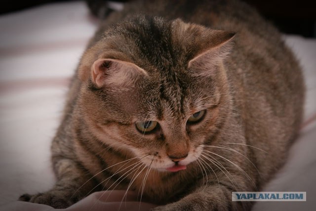 Котовторник - С праздником, котоводы!
