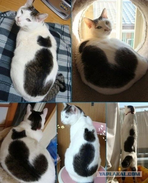 Котовторник уже сегодня!