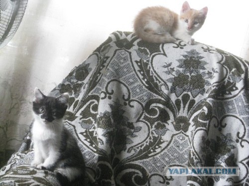 Десантный котовторник