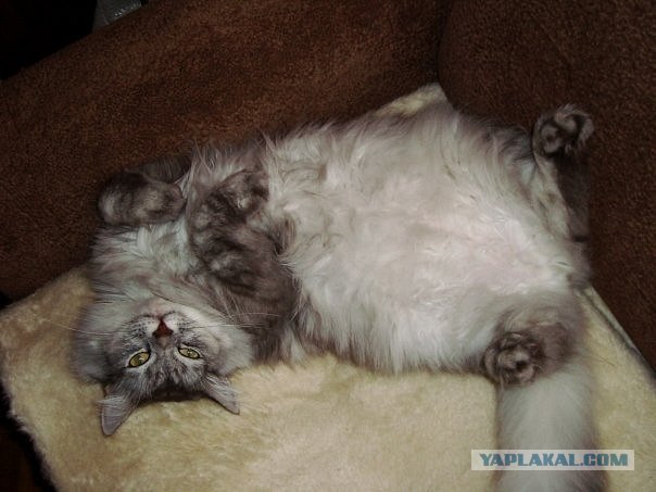Котовторник (21.02.2012)