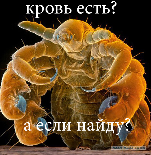 Кровососы