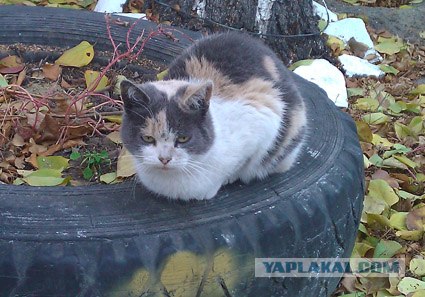 О котах и людях