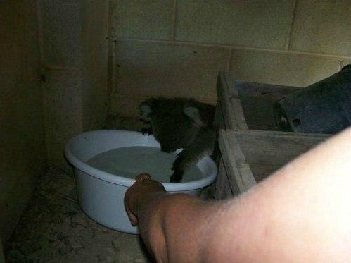 Живность из сети
