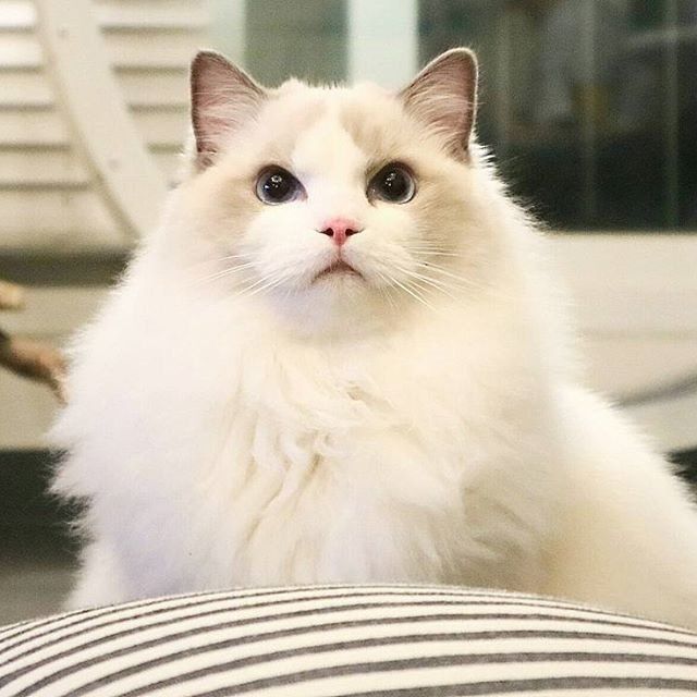 Забавные фото котеек