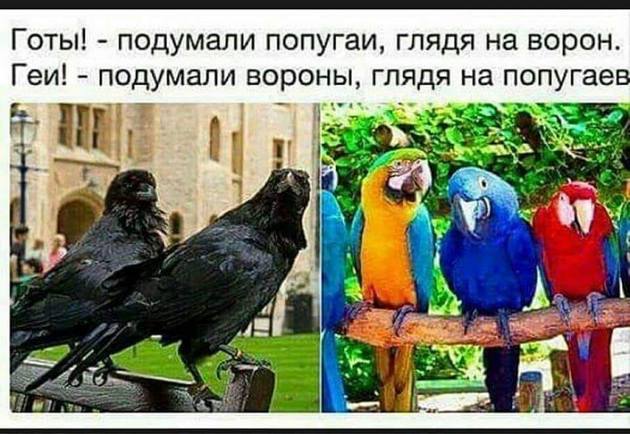 Ударим баянистыми картинками по серости самоизоляции!