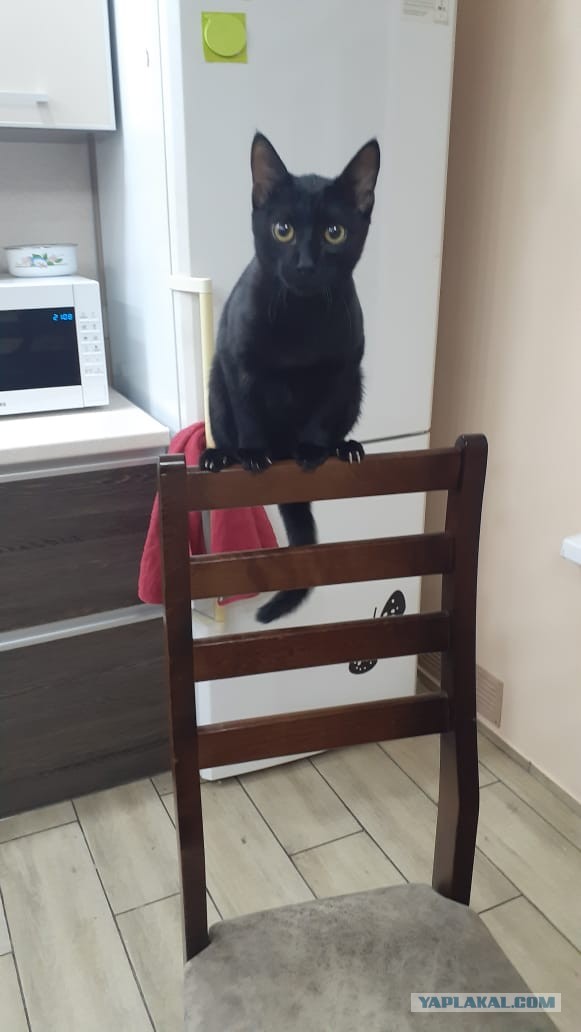Погнали! С котовторником, други!