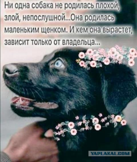 Собакен дня