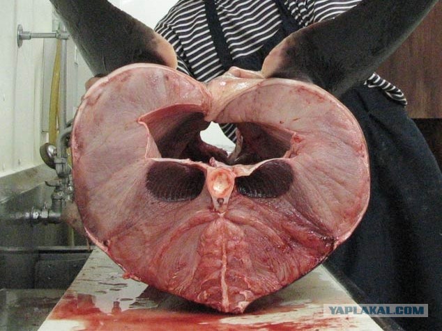 Кулинарная общалка