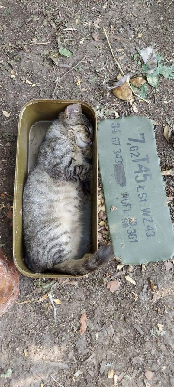 Подкинули такое мяучило