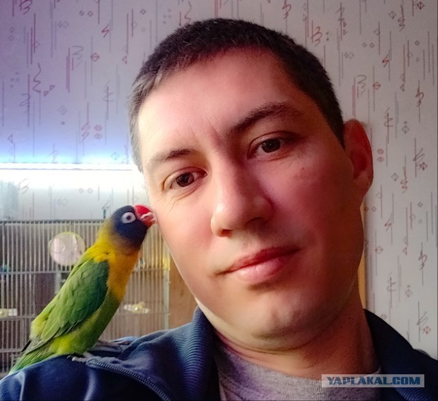 Несмотря на огромные размеры и мощный клюв, гиацинтовый ара - очень дружелюбный попугай