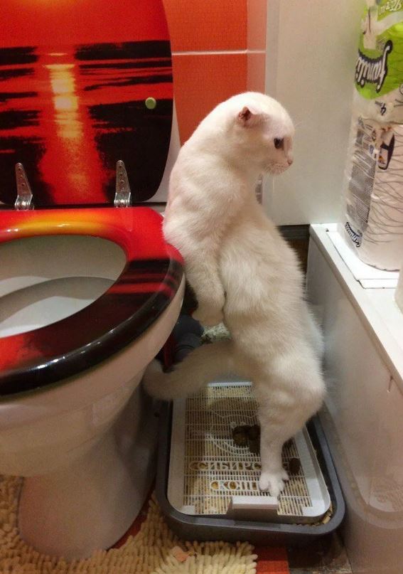 Школа джедаев. Начало