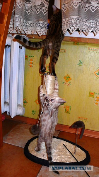 О бенгальских котах на наглядном примере