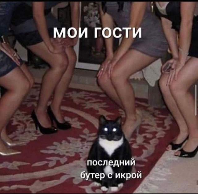 К котовторнику: подборка картинок-баянов с котиками и про котиков. Выпуск 22