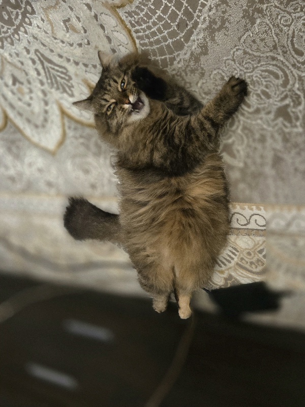 Дурацких фото котов тред