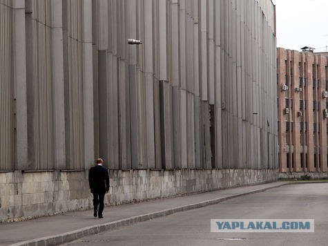 В Ереване уличные собаки вышли на пробежку с Макроном