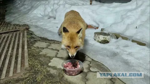 План на лето - пить чай с лисой