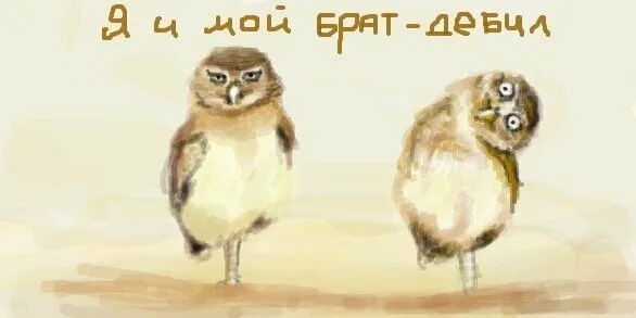 Совы