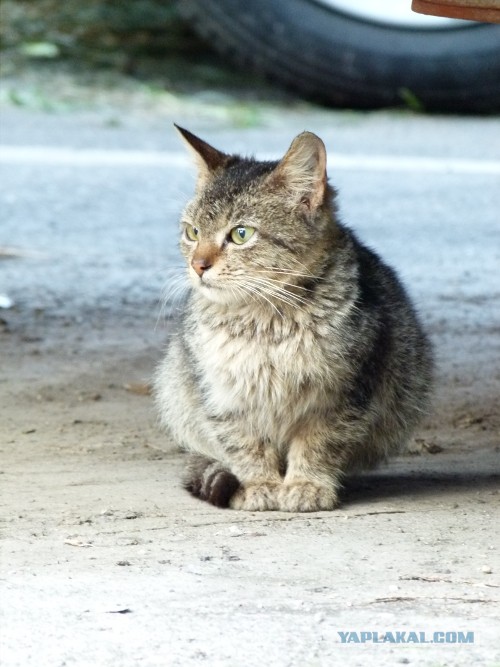Котовторник   27.08.2013