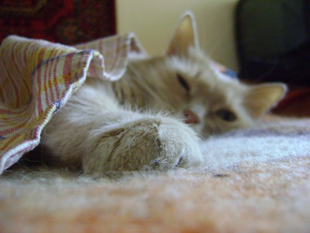Котейка, который не знает как лежат котейки