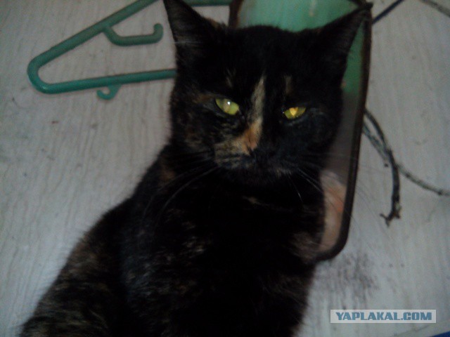 Котовторник  28.01.14