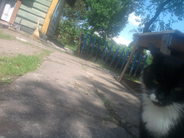 Котовторник 4.02.2014