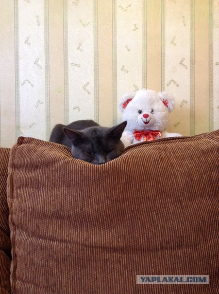 Котовторник 10.06.2014