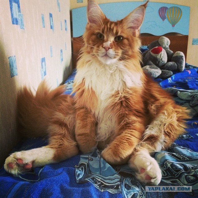 Котовторник 01.07.2014