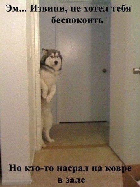 Смешные комментарии из социальных сетей #2