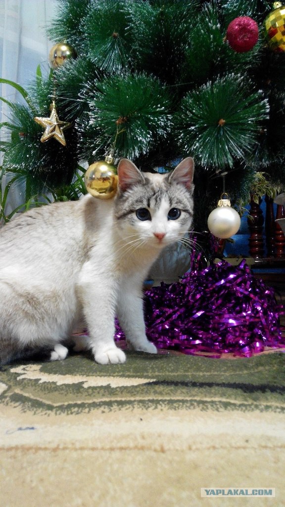Котовторник 23.12.2014