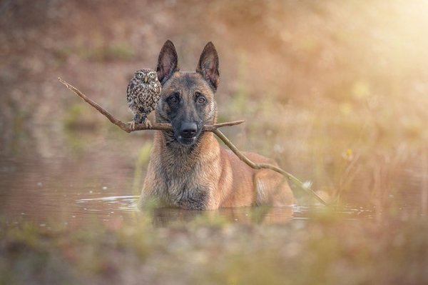 Забавных животных  фото