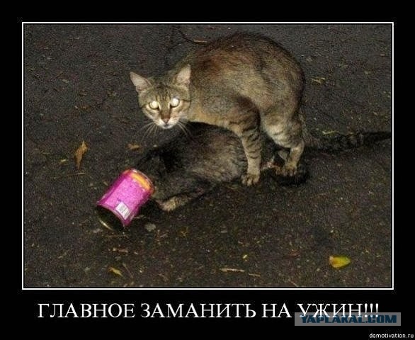 Покорми кота