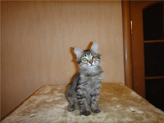 Котовторник 7.07.2015