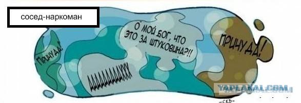 Как питомцы видят вас?