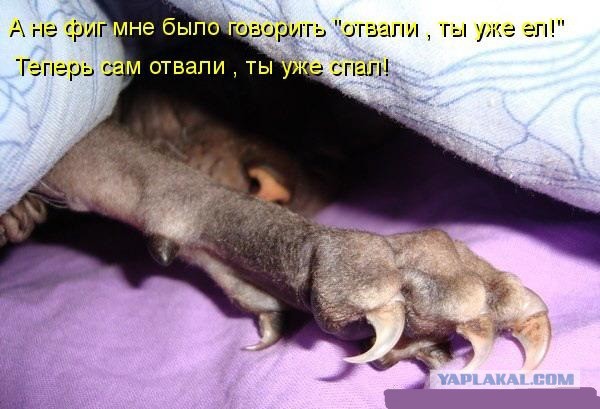 О важном. Проблемы котов