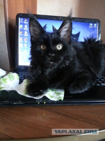 Котовторник