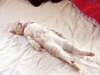 Коты, кошки, котята