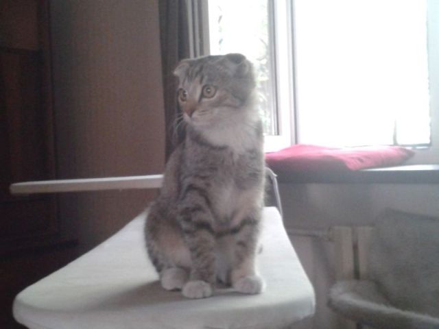 Котовторник 16.02.16