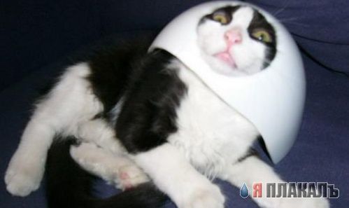 Коты, кошки, котята