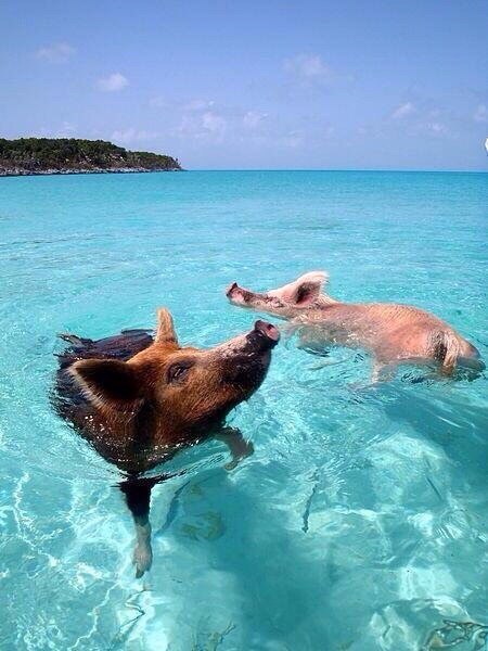 Мохнатые беспредельщики