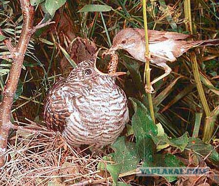 Скоро во всех гнёздах страны!... и не только