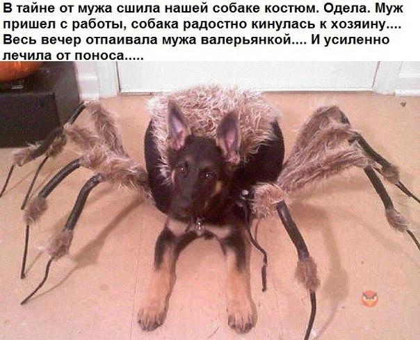 Картинки и приколы из сети