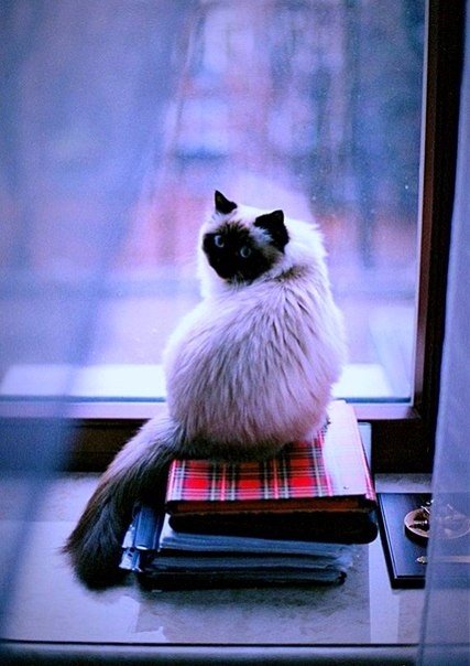 Коты из сети