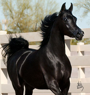 Ахал-Теке: одна из самых красивых лошадей в мире