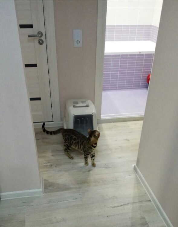 Котовторник