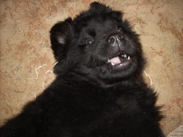 Ньюфаундленд - идеальная собака для семьи